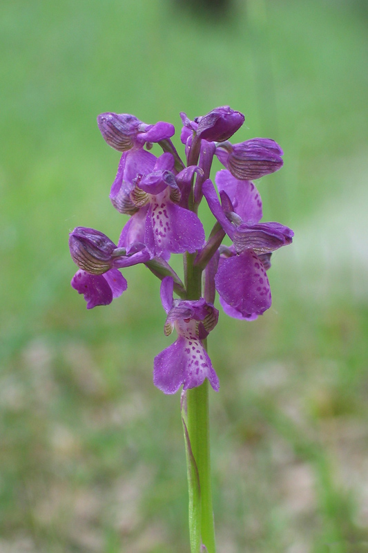 Orchis simia e altro